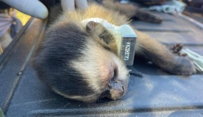 De volta para casa: reabilitados no CRAS, animais silvestres retornam à liberdade no coração do Pant