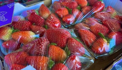 Ceasa: em meio a febre do morango do amor, procura pela fruta aumenta e preço já subiu 35%