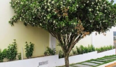 Campo Grande acompanha Lei Estadual e proíbe plantio, comércio e transporte de murta no município