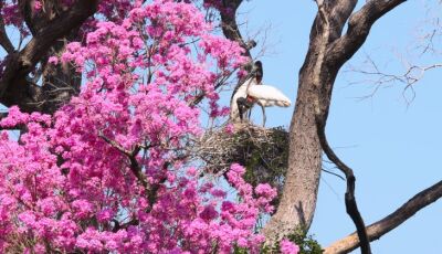 Governo de MS destina R$ 30 milhões a propriedades com vegetação nativa excedente no Pantanal