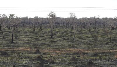 Com mais chuvas e baixas temperaturas, junho deste ano teve redução de 92,8% da área queimada no Pan