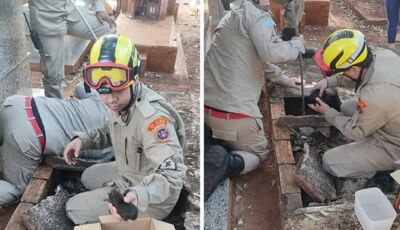 Bombeiros resgatam 13 filhotes de cachorro de cova aberta em cemitério de MS