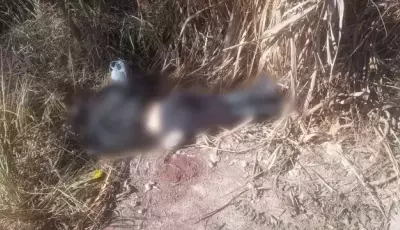 Mulher é encontrada morta em matagal com sinais de perfurações de faca e tortura