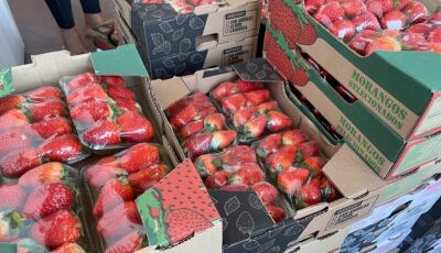 Preço do morango volta a cair, enquanto cenoura tem alta de preço na Ceasa de MS