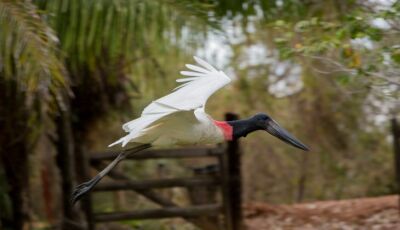 Mato Grosso do Sul reforça liderança no turismo responsável em fórum nacional