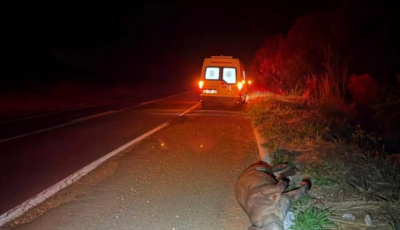 Ambulância atinge anta na rodovia MS-134 e passageira fica ferida