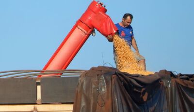 Mato Grosso do Sul bate recorde na produção de milho, superando 14 milhões de toneladas