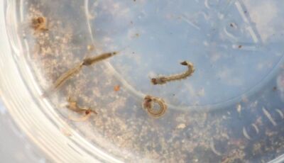 SES alerta para intensificação das ações contra o Aedes aegypti com divulgação do 3&ordm; LIRAa de 2