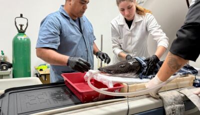 Bioparque Pantanal e UFMS realizam exames de imagem em peixe de grande porte