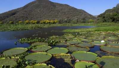 Pantanal brasileiro é destaque em campanha global inédita com a National Geographic