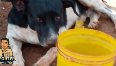Envenenamento em série de animais em Culturama causa indignação e mobiliza comunidade