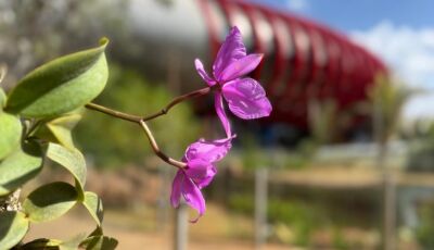 Flor símbolo de MS, Cattleya nobilior passa a integrar o jardim externo do Bioparque Pantanal