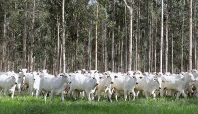 Declaração de Rebanho: segunda etapa da campanha da Iagro começa em 1&ordm; de novembro