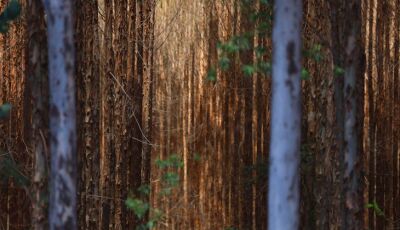 Vale da Celulose: base florestal em Mato Grosso do Sul deve crescer 40% até 2028