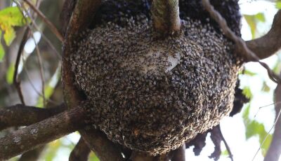 Trabalhador rural morre após ser atacado por enxame de abelhas em propriedade de Fátima do Sul