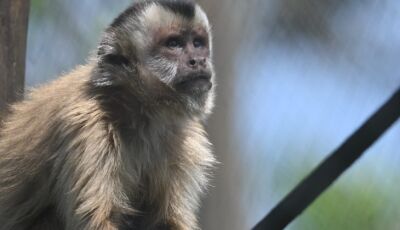 Após meses de reabilitação, Imasul solta sete macacos-prego para retorno à vida livre no Pantanal