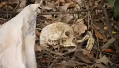 Crânio humano é encontrado às margens de rodovia BR 262
