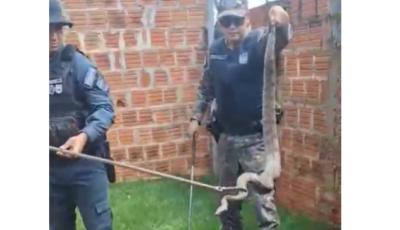 Jiboia é encontrada no quintal de residência em Dourados