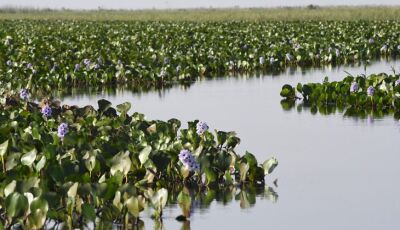 Mato Grosso do Sul na COP30: Estado apresenta ao mundo expertise única em carbono neutro e avanço ec