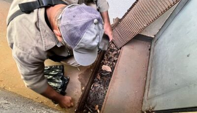 Boletim Epidemiológico: MS registra 8.384 casos confirmados de dengue