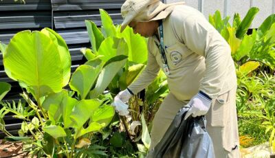 Estudo associa presença da Wolbachia à queda da dengue em Campo Grande
