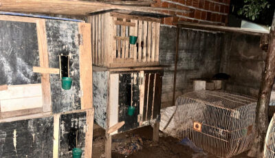 Policiais civis acabam com rinha e resgatam animais em cidade de MS