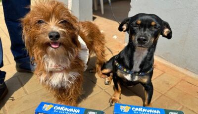 Governo de MS encerra 2025 com mais de 16 mil animais castrados e avanços históricos na proteção da 