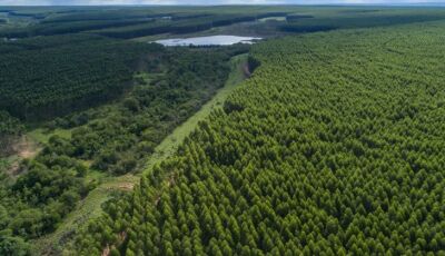 Governo de MS paga por floresta preservada e impulsiona nova economia