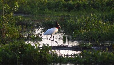 Governo consolida preservação de 126 mil hectares no Pantanal e abre nova chamada do PSA em 2026