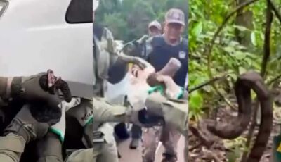 Jiboia é resgatada presa na roda de carro em MS