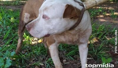 Grávida é atacada por Pitbull