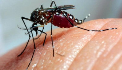 Após dois anos de queda, MS entra em 2026 sob risco de novo avanço da dengue