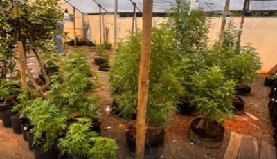 Idoso extrapola decisão judicial e é preso com plantação de maconha