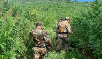 Ação da Senad destrói roças de maconha e 12 toneladas da droga