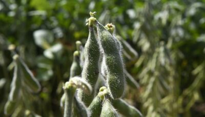 IAGRO ALERTA: quase 1 milhão de hectares de soja ainda não foram cadastrados em MS, ainda da TEMPO
