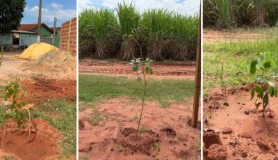 Vicentina mantém lição diária de ajudar sustentar a vida na terra cuidando do meio ambiente