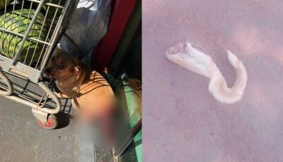 Crueldade: cãozinho é mutilado e tem parte do rabo arrancado