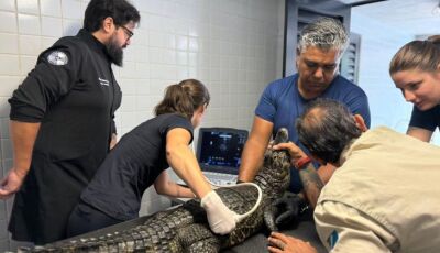 De biometria a ultrassom, jacarés do Bioparque Pantanal passam por check-up completo