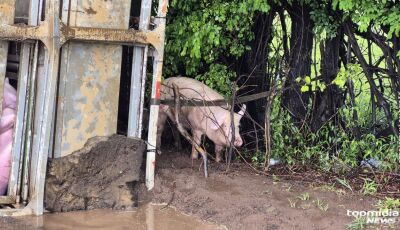 Motorista desvia de buraco, tomba carreta e porcos morrem na BR-163, (vídeo)