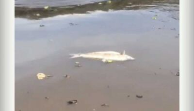Pescadores encontram diversos peixes mortos no Rio Sucuriú