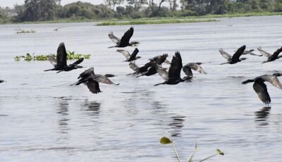 Pantanal é ponto de parada e alimentação para 190 espécies de aves migratórias do Continente