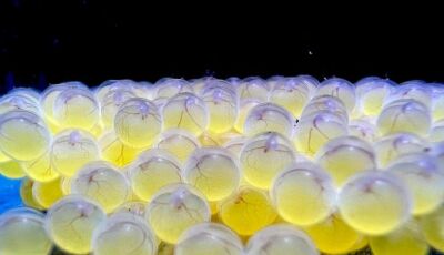 Bioparque alcança a 100ª espécie reproduzida e se consolida como o maior banco genético 
