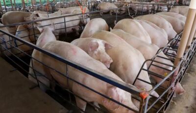 MS consolida avanço da suinocultura com crescimento de 50% e mais de R$ 300 milhões em incentivos
