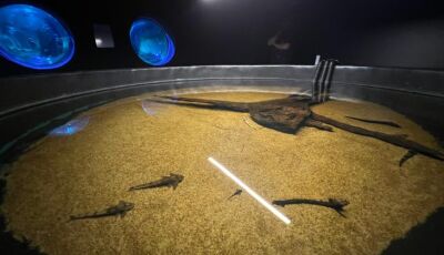 Bioparque Pantanal resgata peixes afetados pela decoada e fortalece pesquisas científicas