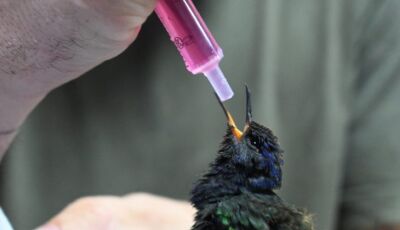 Três Lagoas: centro de animais silvestres recebe aves silvestres apreendidas 