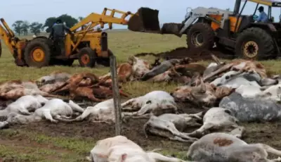 Frente fria acende alerta para risco de hipotermia em rebanhos e Iagro orienta produtores rurais