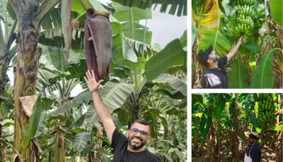 Vicentina na 60ª Expoagro: Bananas serão expostas e degustadas pelo público nesta quinta-feira, VEJA