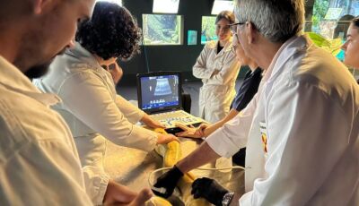 Parceria entre Bioparque Pantanal e UFMS garante cuidados preventivos em serpentes e arraias