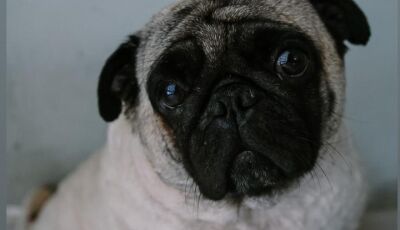 FÁTIMA DO SUL: Família procura pela cachorrinha Zoe Maria e pede ajuda da população