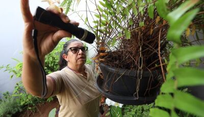 Prevenção mora em casa: eliminar criadouros é a medida mais eficaz contra o Aedes aegypti